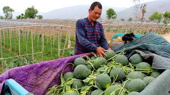 新沂瓦窑镇吃瓜,瓜香四溢的夏日美食之旅