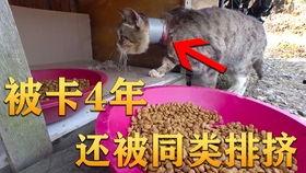 吃瓜视频纯享,揭秘娱乐圈幕后故事