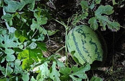 地里偷瓜吃,一场夏夜乡村的欢乐冒险