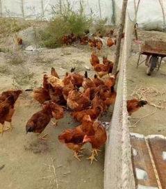 散养公鸡吃瓜,瓜果飘香中的田园生活