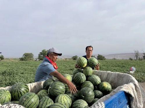 遂宁船山区吃瓜,夏日炎炎，瓜果飘香，尽享清凉时光