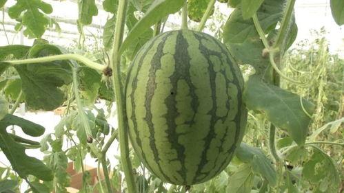 冬天吃瓜都没瓜了,探寻冬季瓜果的奇妙之旅